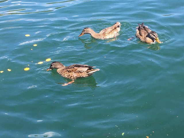 ducks